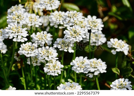 White blooming flower (Iberis sempervirens) seen in early spring. 