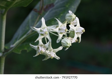 white blooming flowers 
