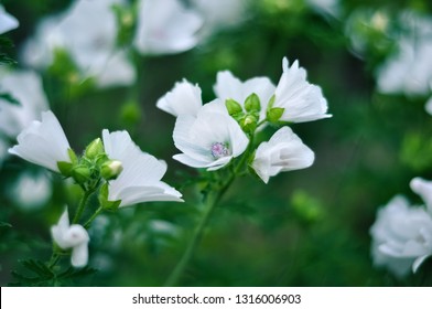 White Blooming Musk Mallow In The Garden