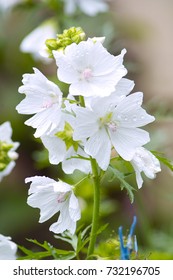 White Blooming Musk Mallow (Malva Moschata 'Alba')

