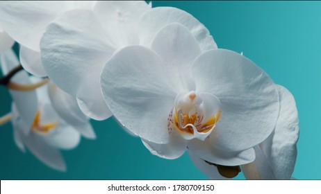 White Blooming Orchid On The Teal Background Studio Shoot Of Flowers