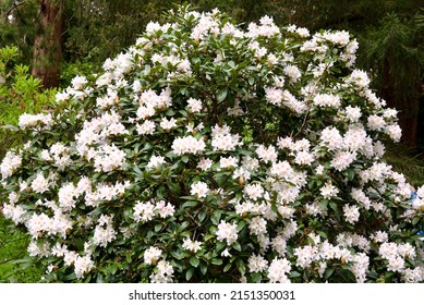 White Blooming Rhododendron (Rhododendron Maximum)