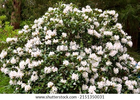 White blooming Rhododendron (Rhododendron maximum)