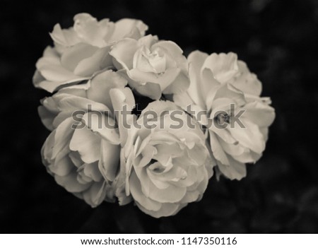 White Blooming Roses On Black Background