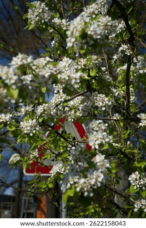 white blooming tree with streetsign in the background
