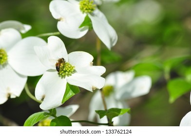 white blossom with bee