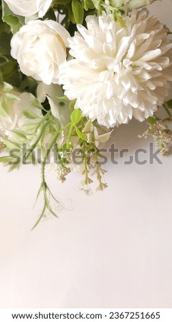 white blossom flowers with white background
