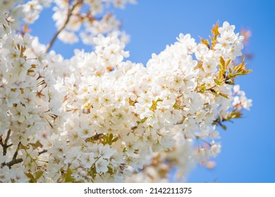 White blossom in the summer in the Netherlands