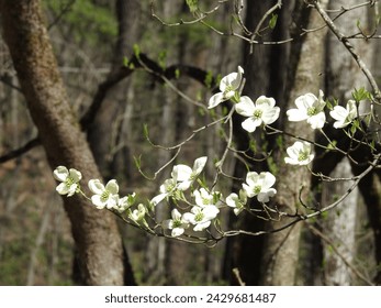 The white blossoms of a flowering dogwood tree. Great Smoky Mountains National Park, Tennessee. - Powered by Shutterstock