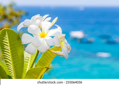 13 530件の プルメリア 海 の画像 写真素材 ベクター画像 Shutterstock