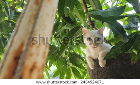 A white blue eyes cat chilling in the tree.