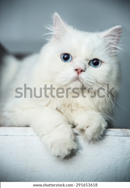 Weiße Und Blaue Augen Persische Katzen Stockfoto Jetzt