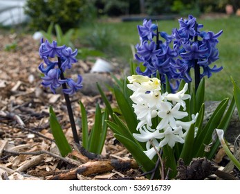 white and blue hyacinth