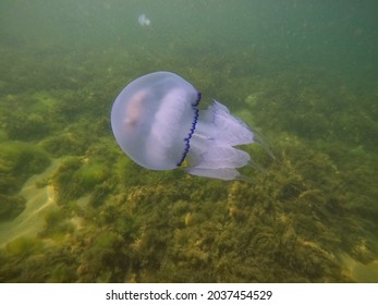 White and blue jellyfish in the Black Sea