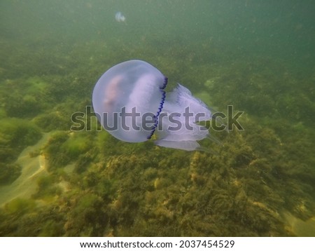 White and blue jellyfish in the Black Sea