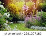 White and blue natural english cottage garden view with curvy pathway. Wooden archway with clematis, nepeta (catnip, catmint), stachys byzantina (lamb ears) and hydrangeas blooming in summer