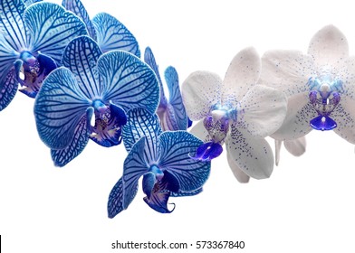 White and blue orchid flowers isolated on white background. 