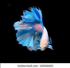 White and blue siamese fighting fish, betta fish isolated on black background.