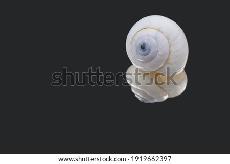 Similar – Image, Stock Photo Snail rescue operation!