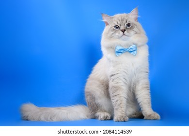 White blue-eyed cat of the rare breed Neva Masquerade Lidit on a blue background with a blue butterfly on its neck. The idea of a masquerade dressing up for animals.