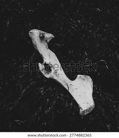 White bone on dark ground in black and white - Gros Morne, Newfoundland, Canada