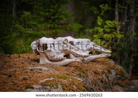 White bone skull of a moose