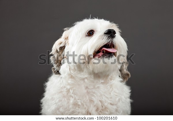 White Boomer Dog Isolated On Dark Stock Image Download Now