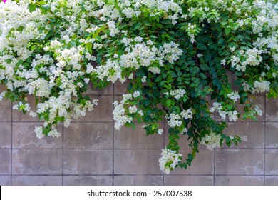 White Bougainvillea Flower On The Wall