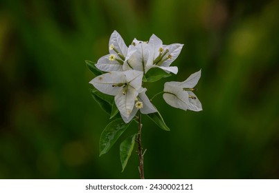 White Bougainvillea. White Flowers. Beautiful bloomed white flowered bougainvillea. Bougainvillea White Flower in the garden - Powered by Shutterstock