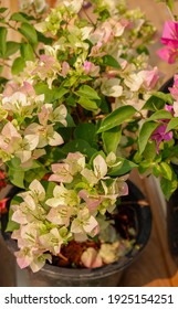 White Bougainvillea Flowers In Black Plastic Flower Pot