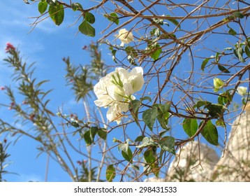 White bougainvillea
Tender flowers of the unusual white bougainvillea. Blue summer sky in the background.
