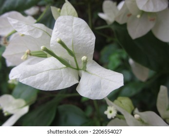 White Bougenville Flowers, Tanaman Hias, Bunga Kertas Warna Putih