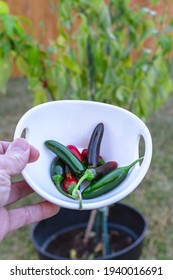 A White Bowl Holding Multiple Red And Green Jalapeno Peppers In Front A A Jalapeno Plant Pepper Plant