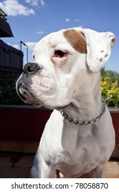 Red and White Boxer Dog Images, Stock 