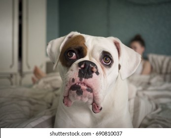 White Boxer Dog In Bed