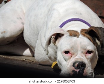 White Boxer Dog With Brindle Ear