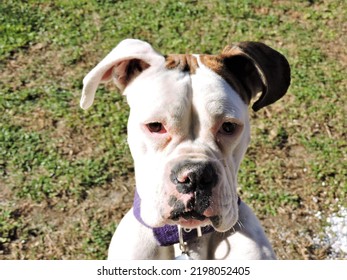 White Boxer Dog With Brindle Ear