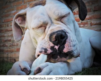 White Boxer Dog With Brindle Ear
