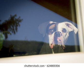 White Boxer Dog Looking Through The Window.