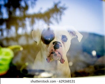 White Boxer Dog Looking Through The Window.