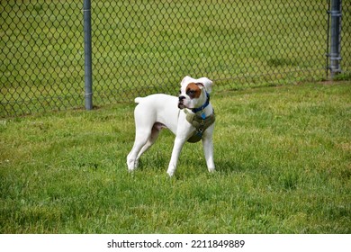 White Boxer Dog Puppy Six Months Old