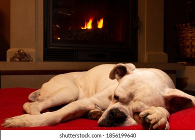 White Boxer Dog Sleeping On A Red Rug Near The Burning Fireplace. Resting Dog.