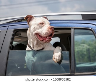 White Boxer Dog Smiling With Head Sticking Out Of A Car Window