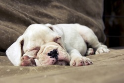 White Boxer Puppy Sleeping On The Ground