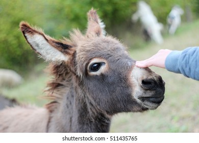 White boy hand of a Caucasian boy touching a donkey head with tenderness, close up of a donkey on a grassy mountain - Powered by Shutterstock