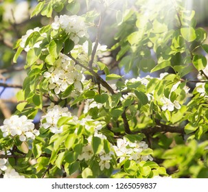 White Bradford Callery Pear Tree Blossoms