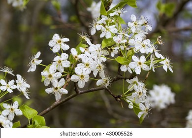 White Bradford Callery Pear Tree Blossoms