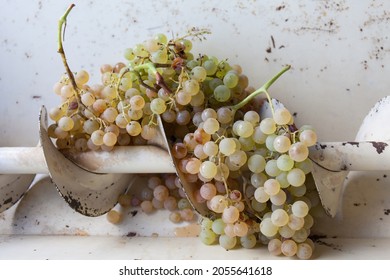 Branche blanche de raisins dans le distillateur