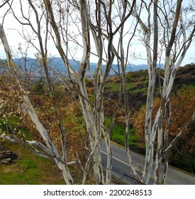 White Branch Tree In Sonoma Valley