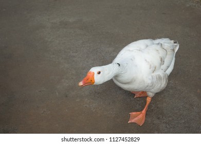 White Brazilian Goose In Attack Position